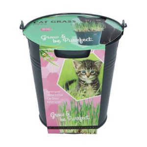 Herbe à chat en petit seau